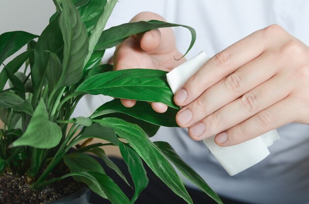 Nettoyage des mains de l'homme plante ficus par serviette humide