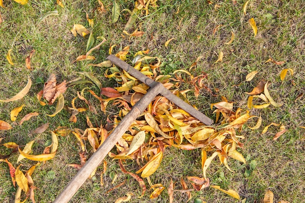 Nettoyer une pelouse et ramasser les feuilles sèches avec un vieux râteau en automne. Vue de dessus.