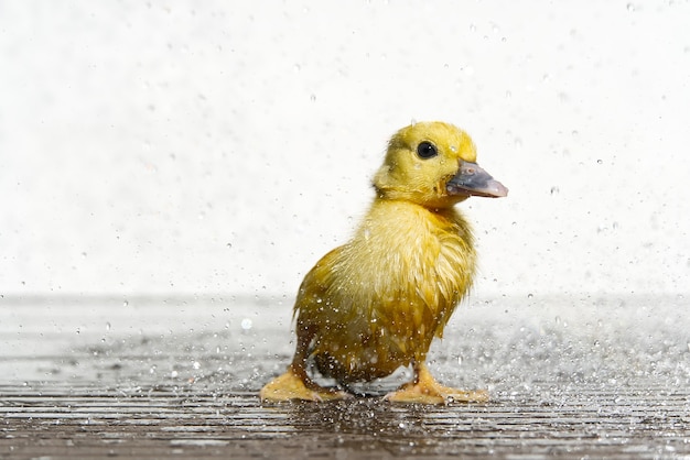 NewBorn petit canard mouillé mignon sous les gouttes de pluie. Concept de pluie.