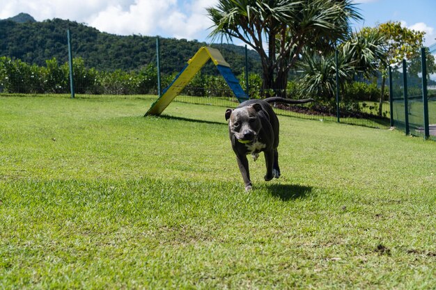 Nez bleu Pitbull chien jouant et s'amusant dans le parc Balle de rampe d'agilité au sol herbeux Mise au point sélective Parc pour chiens Journée ensoleillée
