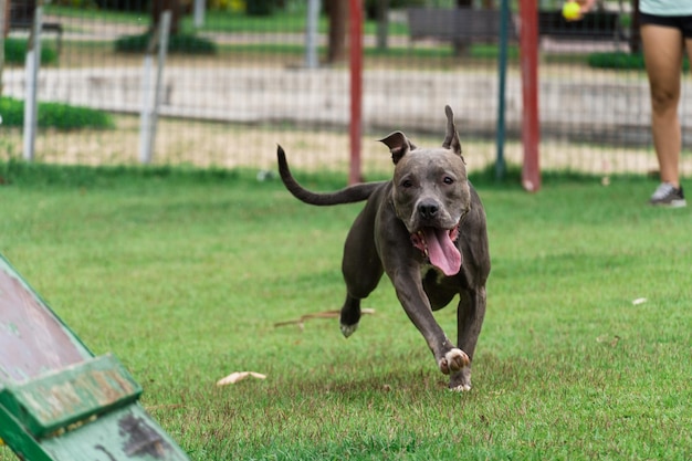 Nez bleu Pitbull chien jouant et s'amusant dans le parc Balle de rampe d'agilité au sol herbeux Mise au point sélective Parc pour chiens