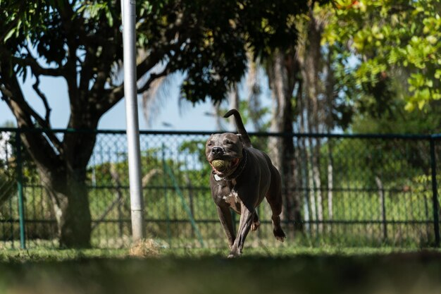 Nez bleu Pitbull chien jouant et s'amusant dans le parc Mise au point sélective Journée ensoleillée d'été