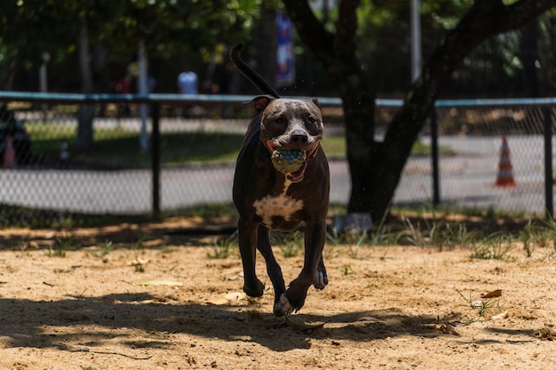 Nez bleu Pitbull chien jouant et s'amusant dans le parc Mise au point sélective Journée ensoleillée