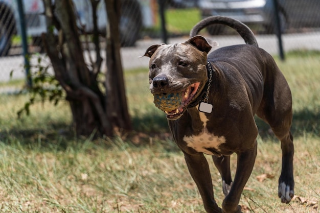 Nez bleu Pitbull chien jouant et s'amusant dans le parc Mise au point sélective Journée ensoleillée