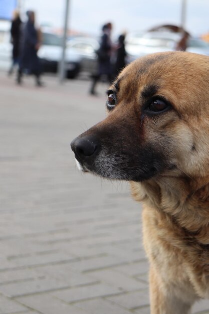 Le nez d'un chien