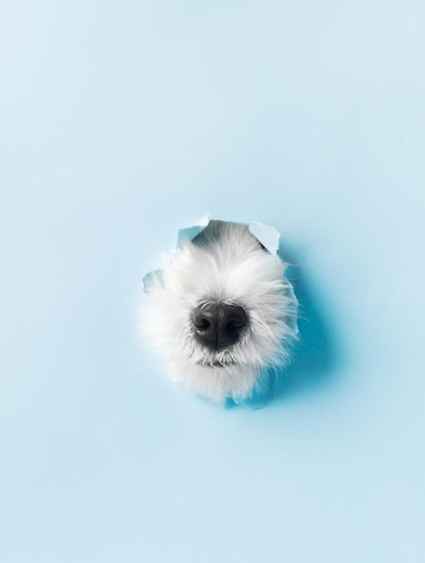 Le nez curieux d'un chien blanc jetant un coup d'oeil par un trou fait de papier bleu