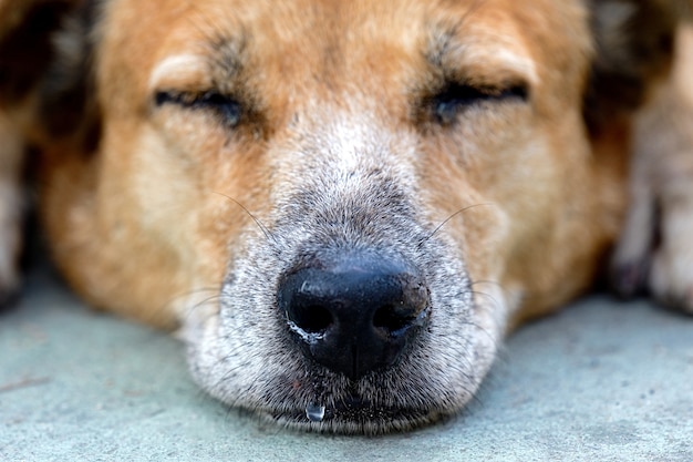 Le nez du chien endormi a un nez qui coule.