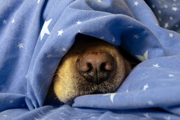 Le nez du chien est sous les couvertures. Le concept de chaleur, confort, froid, hiver, automne.