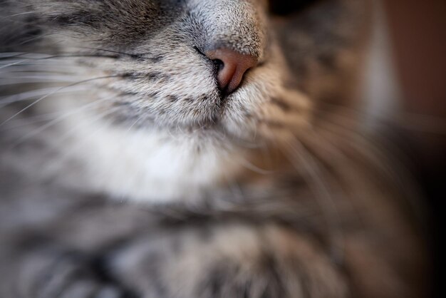 Nez noir d'une macro de chat gris