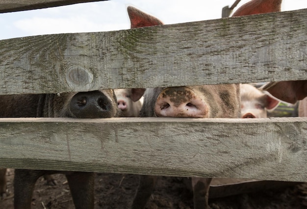 Nez de porc derrière une clôture