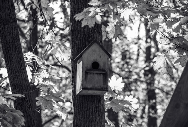 Nichoir sur un arbre monochrome