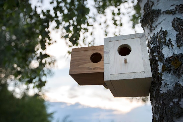 Nichoir en bois sur un arbre Sur un bouleau il y a une maison pour un oiseau