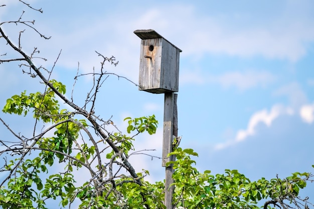 nichoir en bois dans le contexte des branches de l'arbre et du ciel bleu