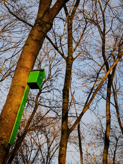 Nichoir en bois vert sur un arbre