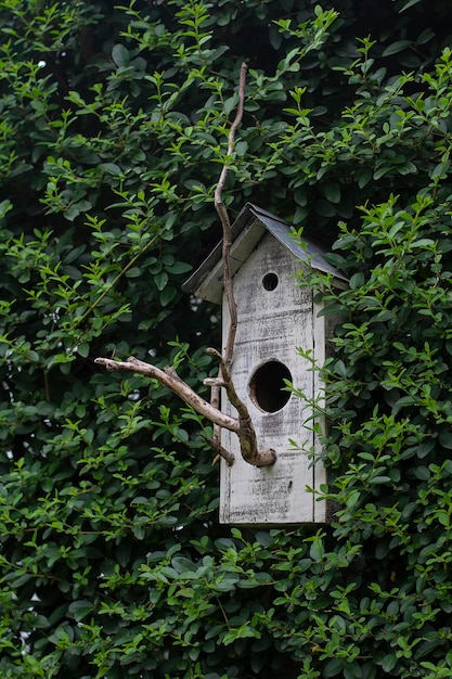 Photo nichoir en boisx9 dans le jardinxa