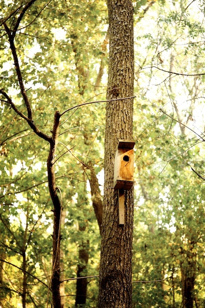 Nichoir dans un arbre