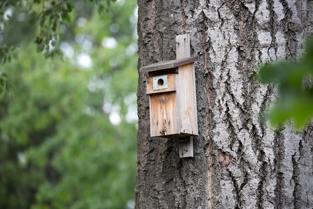 Nichoir pour un oiseau dans la forêt