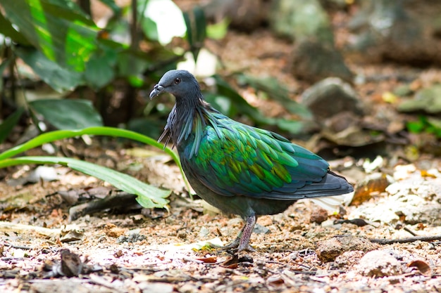 Nicobar pigeon, colombe Nicobar