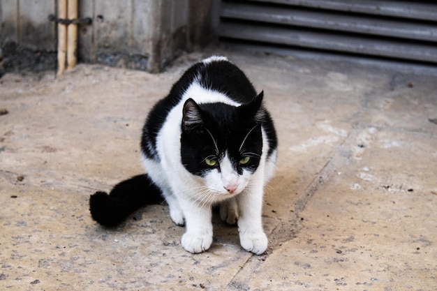 Photo nicosie chypre - janvier 01 2022 chat errant vivant dans les rues de nicosie près de la zone tampon contrôlée par la force de maintien de la paix des nations unies