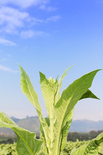 Photo nicotiana tabacum en gros plan