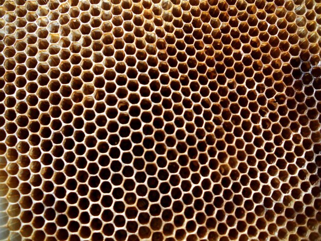 Nid d'abeille de cire de texture hexagonale de fond d'une ruche d'abeilles