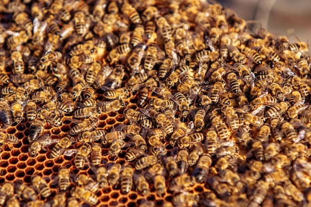 Nid d'abeille avec du miel et des abeilles Apiculture