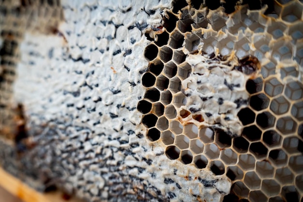 Nid d'abeille avec du miel comme arrière-plan naturel