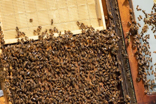 Nid d'abeille lors de la collecte du miel dans le jardin