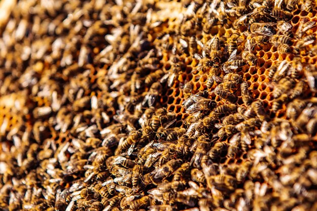 Nid d'abeille plein d'abeilles Cadre d'un rucher Le concept de l'apiculture Collecte de miel