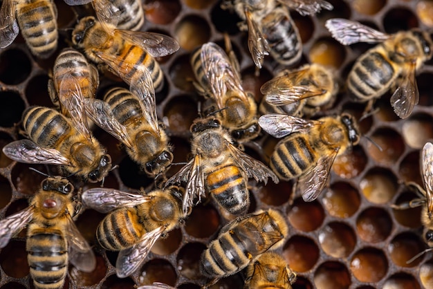 Photo nid d'abeilles avec fond de rucher de miel et d'abeilles