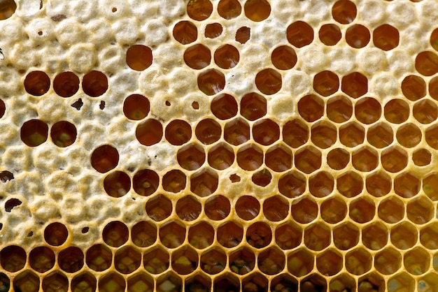 Nid d'abeilles, ruches, de la forêt tropicale naturelle de Gunung Kidul, Yogyakarta, Indonésie. Fond naturel.