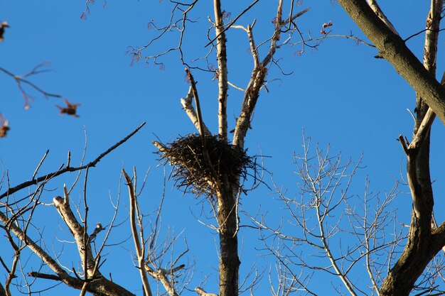 Photo un nid sur un arbre