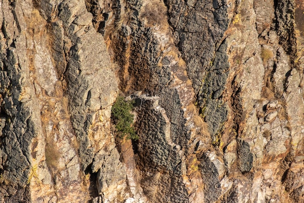 Nid camouflé à peine d'une famille de cigognes noires avec plusieurs jeunes descendants d'espèces protégées