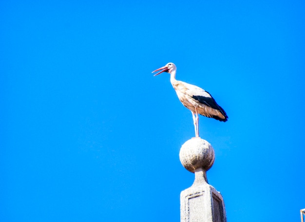 Nid de cigogne