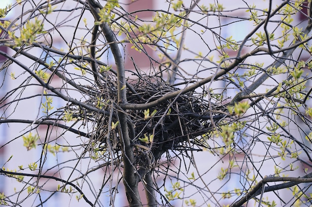 Nid de corbeau sur un arbre-un arbre de printemps avec un nid