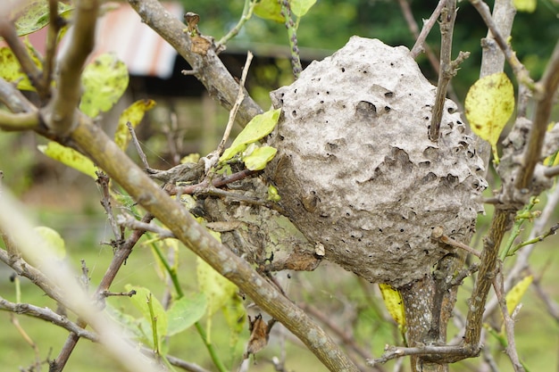 le nid de fourmis sur les arbres ressemble à un cercle