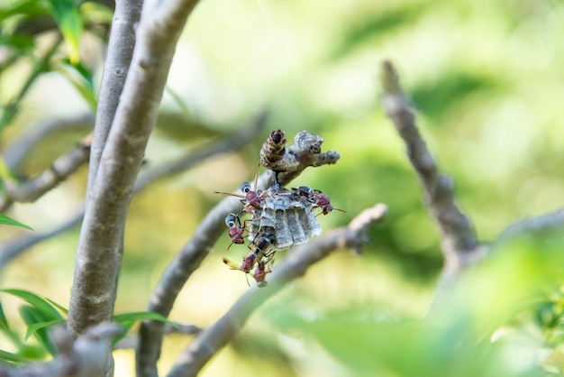 Photo nid de frelon en brousse niché dans les arbres