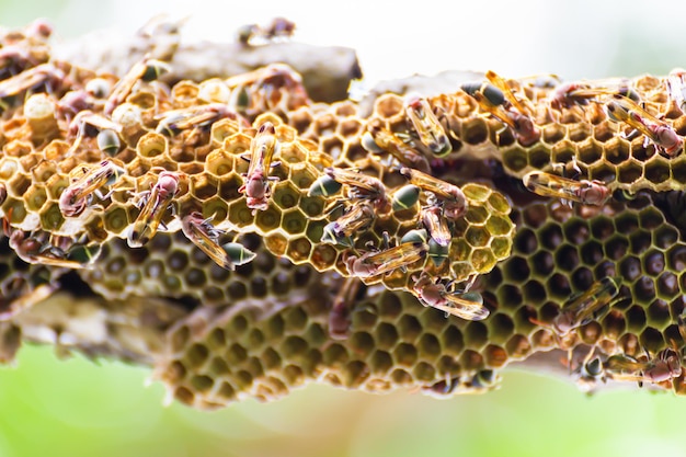 Nid de guêpes et de guêpes dans la nature