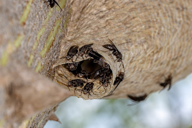 Photo nid de guêpes papier du genre parachartergus