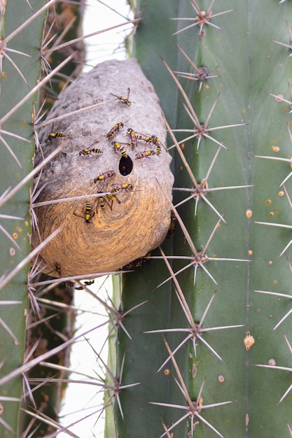 Nid de guêpes parmi les cactus