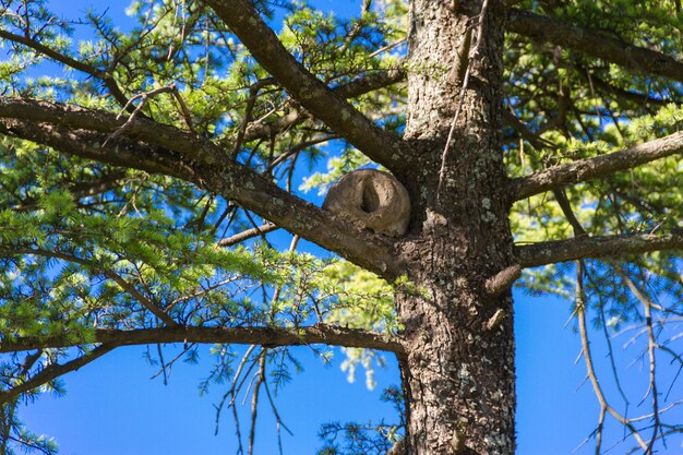 Nid d&#39;hornero sur les branches de pin vert