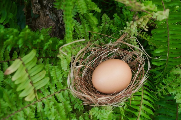 Un nid avec un œuf sur les plantes vertes de la forêt