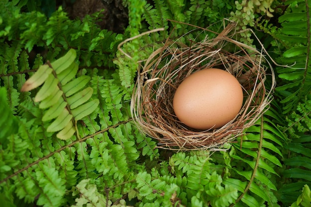 Un nid avec un œuf sur les plantes vertes de la forêt