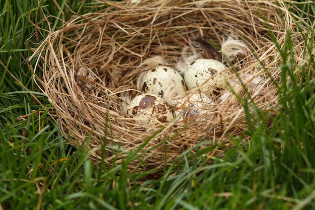 Nid avec des oeufs de caille sur l'herbe dans le bois