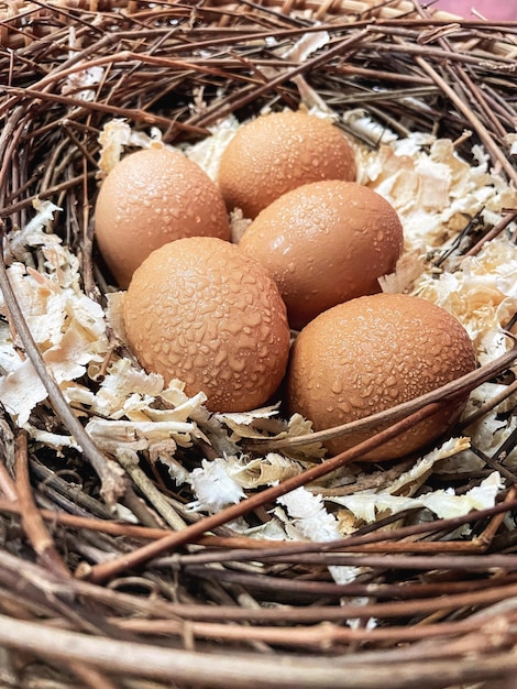 Un nid d'oeufs avec le mot oeufs dessus