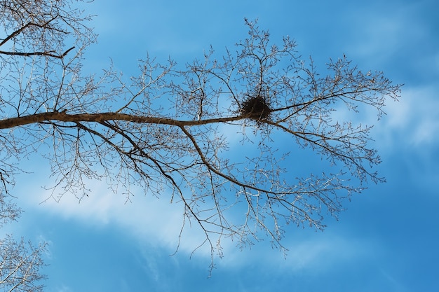 Nid d'oiseau sur l'arbre nu