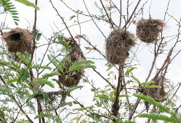 Nid d'oiseau au sommet d'un arbre