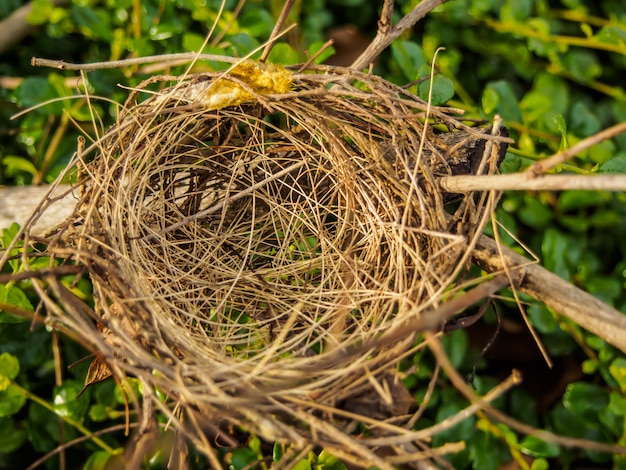 Nid d&#39;oiseau sur une branche