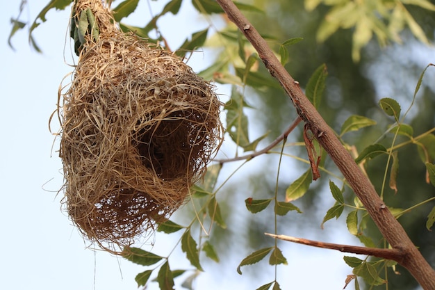 Photo ce nid d'oiseau est sur la branche de l'azadirachta indica