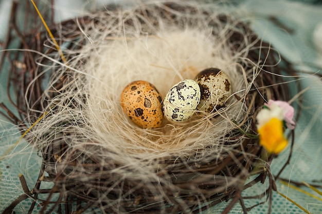 Le nid d'oiseau est fait de branches d'arbres, les œufs d'oiseaux se trouvent dans le nid